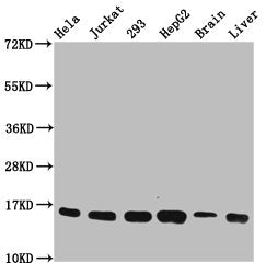 Western Blot Positive WB detected in: Hela whole cell lysate, Jurkat whole cell lysate, 293 whole cell lysate, HepG2 whole cell lysate, Rat brain tissue, Rat liver tissue All lanes: HIST1H3A antibody at 0.22µg/ml Secondary Goat polyclonal to rabbi...