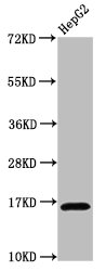 Western Blot Positive WB detected in: HepG2 whole cell lysate All lanes: HIST1H3A antibody at 0.94µg/ml Secondary Goat polyclonal to rabbit IgG at 1/50000 dilution Predicted band size: 16 kDa Observed band size: 16 kDa