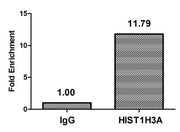 Chromatin Immunoprecipitation Hela (106, treated with 30mM sodium butyrate for 4h) were treated with Micrococcal Nuclease, sonicated, and immunoprecipitated with 5µg anti-HIST1H3A (CSB-PA010418OA22acHU) or a control normal rabbit IgG. The resultin...