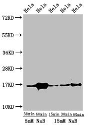 Western Blot Positive WB detected in: Hela cell acid extracts treated by NaB All lanes: HIST1H3A antibody at 1µg/ml Secondary Goat polyclonal to rabbit IgG at 1/50000 dilution Predicted band size: 16 kDa Observed band size: 16 kDa