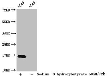 Western Blot Detected samples: A549 whole cell lysate; Untreated (-) or treated (+) with 50mM sodium 3-hydroxybutyrate for 72h All lanes: HIST1H3A antibody at 1:100 Secondary Goat polyclonal to rabbit IgG at 1/50000 dilution Predicted band size: 1...