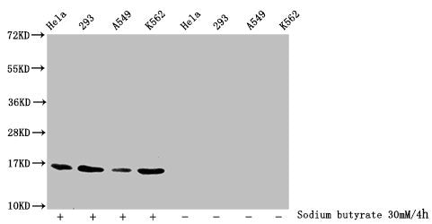 Western Blot Detected samples: Hela whole cell lysate, 293 whole cell lysate, A549 whole cell lysate, K562 whole cell lysate; Untreated (-) or treated (+) with 30mM sodium butyrate for 4h All lanes: HIST1H3A antibody at 1:2000 Secondary Goat polyc...