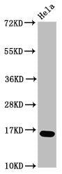 Western Blot Positive WB detected in: Hela whole cell lysate (treated with 30mM sodium butyrate for 4h) All lanes: HIST1H3A antibody at 1.4µg/ml Secondary Goat polyclonal to rabbit IgG at 1/50000 dilution Predicted band size: 16 kDa Observed band...