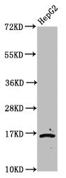 Western Blot Positive WB detected in: HepG2 whole cell lysate (treated by 30mM sodium butyrate for 4h) All lanes: HIST1H3A antibody at 2.2µg/ml Secondary Goat polyclonal to rabbit IgG at 1/50000 dilution Predicted band size: 16 kDa Observed band s...