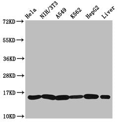 Western Blot Positive WB detected in: Hela whole cell lysate, NIH/3T3 whole cell lysate, A549 whole cell lysate, K562 whole cell lysate, HepG2 whole cell lysate, Rat liver tissue All lanes: HIST1H3A antibody at 1.36µg/ml Secondary Goat polyclonal...