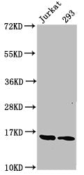 Western Blot Positive WB detected in: Jurkat whole cell lysate, 293 whole cell lysate All lanes: HIST1H3A antibody at 1.25µg/ml Secondary Goat polyclonal to rabbit IgG at 1/50000 dilution Predicted band size: 16 kDa Observed band size: 16 kDa