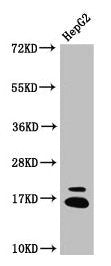 Western Blot Positive WB detected in: HepG2 whole cell lysate All lanes: HIST1H3A antibody at 1.93µg/ml Secondary Goat polyclonal to rabbit IgG at 1/50000 dilution Predicted band size: 16 kDa Observed band size: 16 kDa