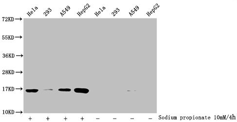 Western Blot Detected samples: Hela whole cell lysate, 293 whole cell lysate, A549 whole cell lysate, HepG2 whole cell lysate; Untreated (-) or treated (+) with 10mM sodium propionate for 4h All lanes: HIST1H3A antibody at 1:2000 Secondary Goat po...