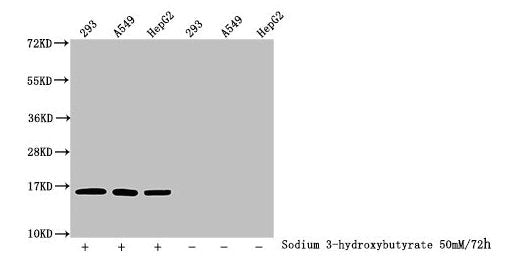 Western Blot Detected samples: 293 whole cell lysate, A549 whole cell lysate, HepG2 whole cell lysate; Untreated (-) or treated (+) with 50mM sodium 3-hydroxybutyrate for 72h All lanes: HIST1H3A antibody at 1:100 Secondary Goat polyclonal to rabbi...