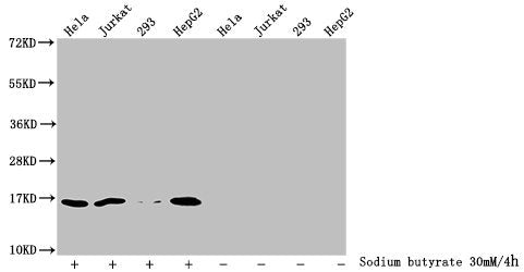 Western Blot Detected samples: Hela whole cell lysate, Jurkat whole cell lysate, 293 whole cell lysate, HepG2 whole cell lysate; Untreated (-) or treated (+) with 30mM sodium butyrate for 4h All lanes: HIST1H3A antibody at 1:2000 Secondary Goat po...