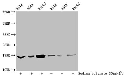 Western Blot Detected samples: Hela whole cell lysate, A549 whole cell lysate, HepG2 whole cell lysate; Untreated (-) or treated (+) with 30mM sodium butyrate for 4h All lanes: HIST1H3A antibody at 1:100 Secondary Goat polyclonal to rabbit IgG at...