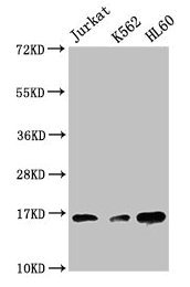 Western Blot Positive WB detected in: Jurkat whole cell lysate, K562 whole cell lysate, HL60 whole cell lysate All lanes: HIST1H3A antibody at 1:500 Secondary Goat polyclonal to rabbit IgG at 1/40000 dilution Predicted band size: 16 kDa Observed b...