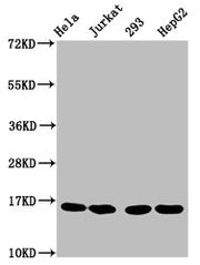 Western Blot Positive WB detected in: Hela whole cell lysate, Jurkat whole cell lysate, 293 whole cell lysate, HepG2 whole cell lysate All lanes: HIST1H3A antibody at 1.5µg/ml Secondary Goat polyclonal to rabbit IgG at 1/50000 dilution Predicted b...