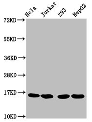 Western Blot Positive WB detected in: Hela whole cell lysate, Jurkat whole cell lysate, 293 whole cell lysate, HepG2 whole cell lysate All lanes: HIST1H3A antibody at 1.5µg/ml Secondary Goat polyclonal to rabbit IgG at 1/50000 dilution Predicted b...