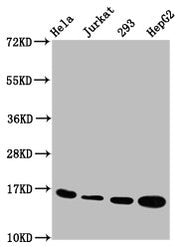 Western Blot Positive WB detected in: Hela whole cell lysate, Jurkat whole cell lysate, 293 whole cell lysate, HepG2 whole cell lysate All lanes: HIST1H3A antibody at 1.2µg/ml Secondary Goat polyclonal to rabbit IgG at 1/50000 dilution Predicted b...