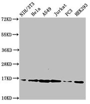 Western Blot Positive WB detected in: NIH/3T3 cell acid extracts, Hela cell acid extracts, A549 cell acid extracts, Jurkat cell acid extracts, PC-3 cell acid extracts, HEK293 cell acid extracts All lanes: HIST1H3A antibody at 2µg/ml Secondary Goat...