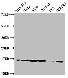Western Blot Positive WB detected in: NIH/3T3 cell acid extracts, Hela cell acid extracts, A549 cell acid extracts, Jurkat cell acid extracts, PC-3 cell acid extracts, HEK293 cell acid extracts All lanes: HIST1H3A antibody at 2µg/ml Secondary Goat...