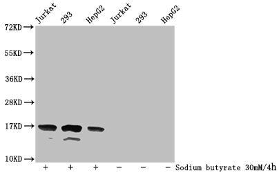 Western Blot Detected samples: Jurkat whole cell lysate, 293 whole cell lysate, HepG2 whole cell lysate; Untreated (-) or treated (+) with 30mM sodium butyrate for 4h All lanes: HIST1H3A antibody at 1:500 Secondary Goat polyclonal to rabbit IgG at...