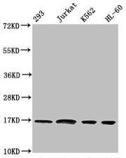Western Blot Positive WB detected in: 293 whole cell lysate, Jurkat whole cell lysate, K562 whole cell lysate, HL60 whole cell lysate All lanes: HIST1H3A antibody at 1:500 Secondary Goat polyclonal to rabbit IgG at 1/40000 dilution Predicted band...