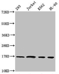 Western Blot Positive WB detected in: 293 whole cell lysate, Jurkat whole cell lysate, K562 whole cell lysate, HL60 whole cell lysate All lanes: HIST1H3A antibody at 1:500 Secondary Goat polyclonal to rabbit IgG at 1/40000 dilution Predicted band...