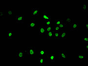 Immunofluorescent analysis of Hela cells using CSB-PA010418OA36me2HU at dilution of 1:100 and Alexa Fluor 488-congugated AffiniPure Goat Anti-Rabbit IgG(H+L)