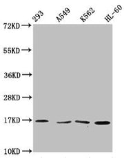 Western Blot Positive WB detected in: 293 whole cell lysate, A549 whole cell lysate, K562 whole cell lysate, HL60 whole cell lysate All lanes: HIST1H3A antibody at 1:500 Secondary Goat polyclonal to rabbit IgG at 1/40000 dilution Predicted band si...