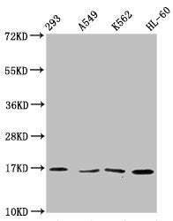 Western Blot Positive WB detected in: 293 whole cell lysate, A549 whole cell lysate, K562 whole cell lysate, HL60 whole cell lysate All lanes: HIST1H3A antibody at 1:500 Secondary Goat polyclonal to rabbit IgG at 1/40000 dilution Predicted band si...