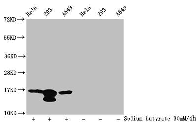 Western Blot Detected samples: Hela whole cell lysate, 293 whole cell lysate, A549 whole cell lysate; Untreated (-) or treated (+) with 30mM sodium butyrate for 4h All lanes: HIST1H3A antibody at 1:100 Secondary Goat polyclonal to rabbit IgG at 1/...