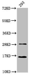 Western Blot Positive WB detected in: 293 whole cell lysate All lanes: HIST1H3A antibody at 0.59µg/ml Secondary Goat polyclonal to rabbit IgG at 1/50000 dilution Predicted band size: 16 kDa Observed band size: 16 kDa