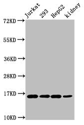 Western Blot Positive WB detected in: Jurkat whole cell lysate, 293 whole cell lysate, HepG2 whole cell lysate, Mouse kidney tissue All lanes: HIST1H3A antibody at 0.64µg/ml Secondary Goat polyclonal to rabbit IgG at 1/50000 dilution Predicted ban...