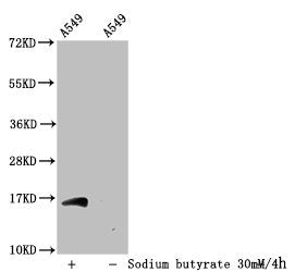 Western Blot Detected samples: A549 whole cell lysate; Untreated (-) or treated (+) with 30mM sodium butyrate for 4h All lanes: HIST1H3A antibody at 1:100 Secondary Goat polyclonal to rabbit IgG at 1/50000 dilution Predicted band size: 16 kDa Obse...