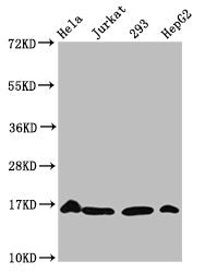 Western Blot Positive WB detected in: Hela whole cell lysate, Jurkat whole cell lysate, 293 whole cell lysate, HepG2 whole cell lysate (treated by 30mM sodium crotonylate for 4h) All lanes: HIST1H3A antibody at 1.5µg/ml Secondary Goat polyclonal t...