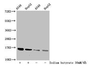 Western Blot Detected samples: A549 whole cell lysate, HepG2 whole cell lysate; Untreated (-) or treated (+) with 30mM sodium butyrate for 4h All lanes: HIST1H3A antibody at 1:100 Secondary Goat polyclonal to rabbit IgG at 1/50000 dilution Predict...