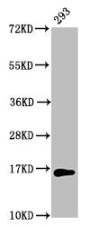 Western Blot Positive WB detected in: 293 whole cell lysate All lanes: HIST1H3A antibody at 4µg/ml Secondary Goat polyclonal to rabbit IgG at 1/50000 dilution Predicted band size: 16 kDa Observed band size: 16 kDa