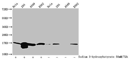 Western Blot Detected samples: Hela whole cell lysate, 293 whole cell lysate, A549 whole cell lysate, K562 whole cell lysate; Untreated (-) or treated (+) with 50mM sodium 3-hydroxybutyrate for 72h All lanes: HIST1H3A antibody at 1:100 Secondary G...