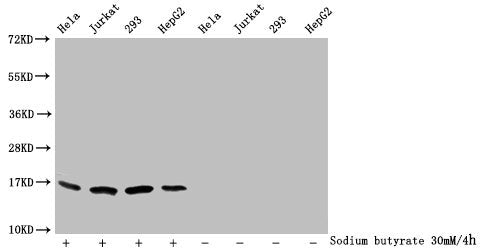 Western Blot Detected samples: Hela whole cell lysate, Jurkat whole cell lysate, 293 whole cell lysate, HepG2 whole cell lysate; Untreated (-) or treated (+) with 30mM sodium butyrate for 4h All lanes: HIST1H3A antibody at 1:1000 Secondary Goat po...