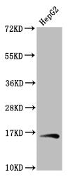 Western Blot Positive WB detected in: HepG2 whole cell lysate All lanes: HIST1H3A antibody at 1.04µg/ml Secondary Goat polyclonal to rabbit IgG at 1/50000 dilution Predicted band size: 16 kDa Observed band size: 16 kDa