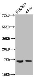 Western Blot Positive WB detected in: NIH/3T3 whole cell lysate, A549 whole cell lysate All lanes: HIST1H3A antibody at 0.6µg/ml Secondary Goat polyclonal to rabbit IgG at 1/50000 dilution Predicted band size: 16 kDa Observed band size: 16 kDa