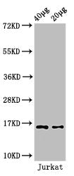 Western Blot Positive WB detected in: Jurkat cell acid extracts All lanes: HIST1H3A antibody at 1.5µg/ml Secondary Goat polyclonal to rabbit IgG at 1/50000 dilution Predicted band size: 16 kDa Observed band size: 16 kDa