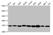Western Blot Positive WB detected in: Hela whole cell lysate, 293 whole cell lysate, A549 whole cell lysate, HepG2 whole cell lysate, Jurkat whole cell lysate, K562 whole cell lysate, HL60 whole cell lysate, MCF-7 whole cell lysate, LO2 whole cell...