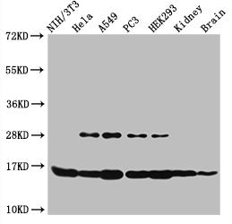 Western Blot Positive WB detected in: NIH/3T3 cell acid extracts, Hela cell acid extracts, A549 cell acid extracts, PC-3 cell acid extracts, HEK293 cell acid extracts, Mouse kidney tissue, Mouse brain tissue All lanes: HIST1H3A antibody at 2.5µg/m...