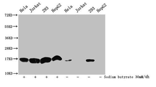 Western Blot Detected samples: Hela whole cell lysate, Jurkat whole cell lysate, 293 whole cell lysate, HepG2 whole cell lysate; Untreated (-) or treated (+) with 30mM sodium butyrate for 4h All lanes: HIST1H3A antibody at 1:500 Secondary Goat pol...