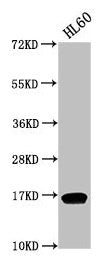 Western Blot Positive WB detected in: HL60 whole cell lysate All lanes: HIST1H3A antibody at 1:500 Secondary Goat polyclonal to rabbit IgG at 1/40000 dilution Predicted band size: 16 kDa Observed band size: 16 kDa