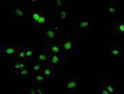 Immunofluorescent analysis of Hela cells using CSB-PA010418PA09me3HU at dilution of 1:100 and Alexa Fluor 488-congugated AffiniPure Goat Anti-Rabbit IgG(H+L)