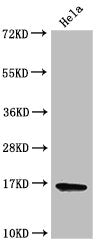 Western Blot Positive WB detected in: Hela cell acid extracts All lanes: HIST1H3A antibody at 2µg/ml Secondary Goat polyclonal to rabbit IgG at 1/50000 dilution Predicted band size: 16 kDa Observed band size: 16 kDa