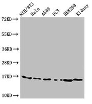 Western Blot Positive WB detected in: NIH/3T3 cell acid extracts, Hela cell acid extracts, A549 cell acid extracts, PC-3 cell acid extracts, HEK293 cell acid extracts, Mouse kidney tissue All lanes: HIST1H3A antibody at 3µg/ml Secondary Goat polyc...
