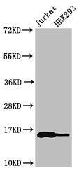 Western Blot Positive WB detected in: Jurkat cell acid extracts, HEK293 cell acid extracts All lanes: HIST1H3A antibody at 1µg/ml Secondary Goat polyclonal to rabbit IgG at 1/50000 dilution Predicted band size: 16 kDa Observed band size: 16 kDa