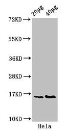 Western Blot Positive WB detected in: Hela whole cell lysate All lanes: HIST1H3A antibody at 0.4µg/ml Secondary Goat polyclonal to rabbit IgG at 1/50000 dilution Predicted band size: 16 kDa Observed band size: 16 kDa