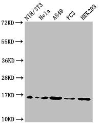 Western Blot Positive WB detected in: NIH/3T3 cell acid extracts, Hela cell acid extracts, A549 cell acid extracts, PC-3 cell acid extracts, HEK293 cell acid extracts All lanes: HIST1H3A antibody at 2µg/ml Secondary Goat polyclonal to rabbit IgG a...