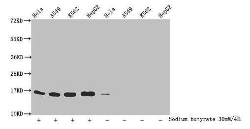 Western Blot Detected samples: Hela whole cell lysate, A549 whole cell lysate, K562 whole cell lysate, HepG2 whole cell lysate; Untreated (-) or treated (+) with 30mM sodium butyrate for 4h All lanes: HIST1H3A antibody at 1.1µg/ml Secondary Goat p...